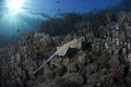   Stingray swam way back afternoon dive north house reef Marsa Shagra Egypt. Egypt  